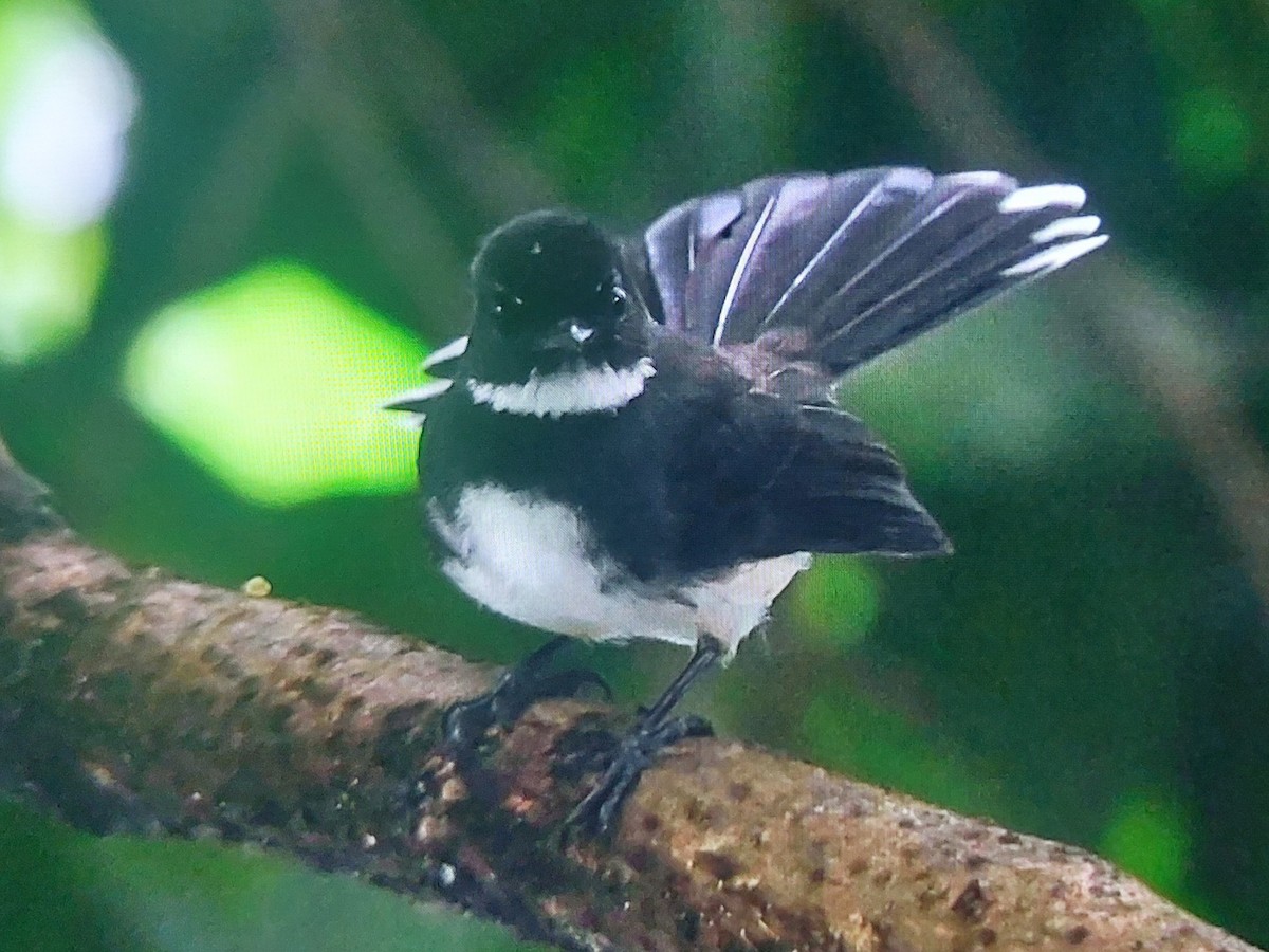 Abanico Pío de la Sonda - ML645986469