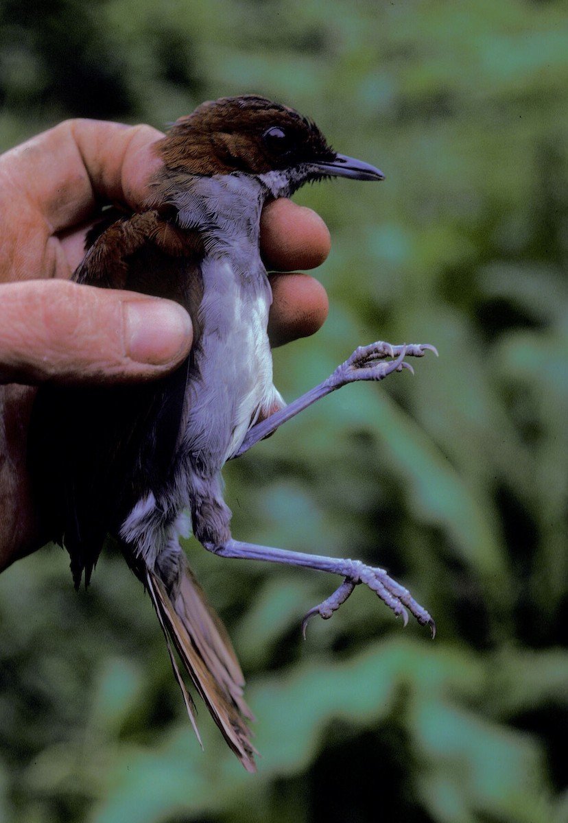 Tordina de Kakamega - ML645986471