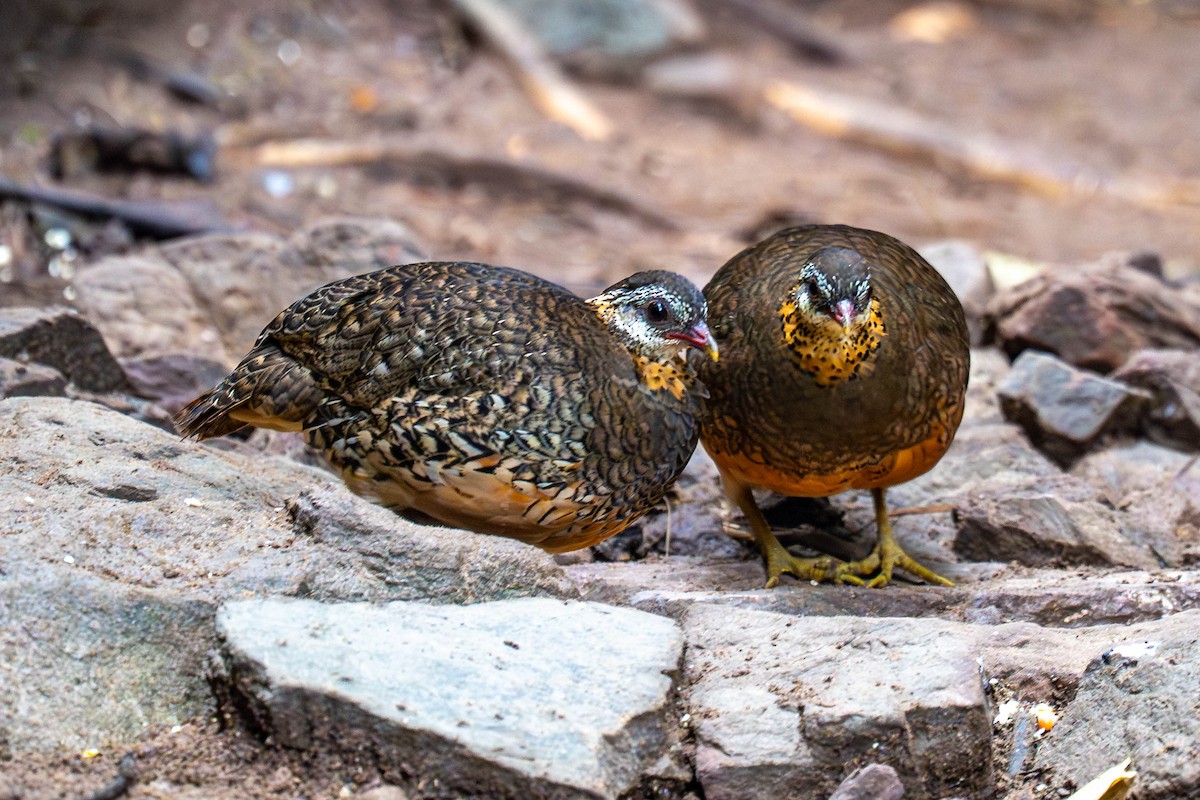 Arborófila Pativerde (Pativerde) - ML645986472