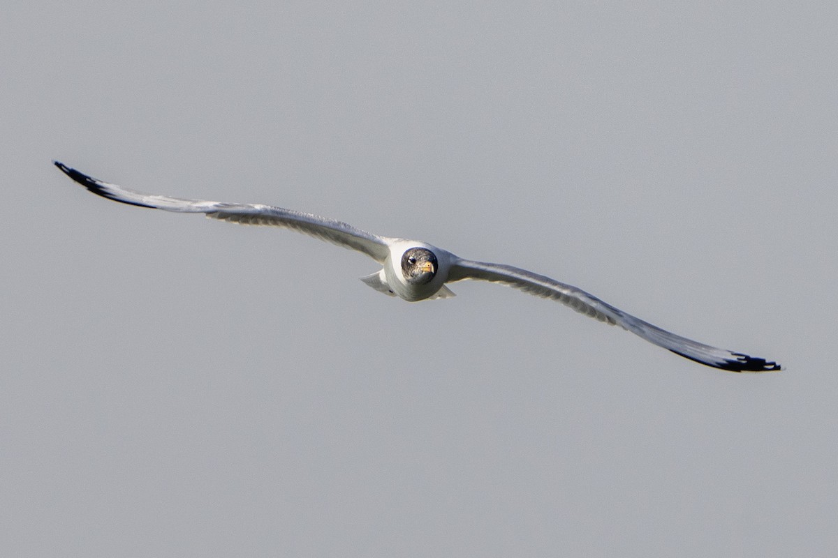 Gavión Cabecinegro - ML645986473