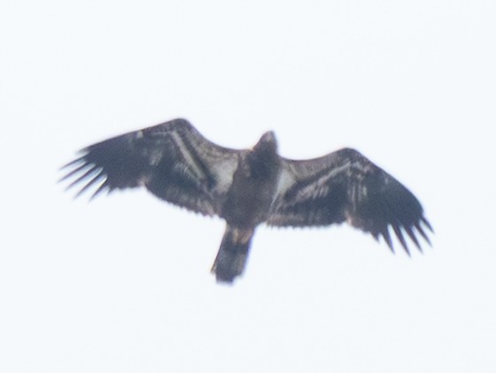 Pigargo Americano - ML645986474