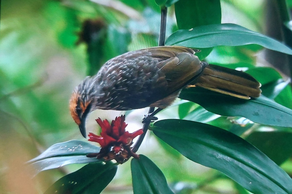 Straw-headed Bulbul - ML645986484