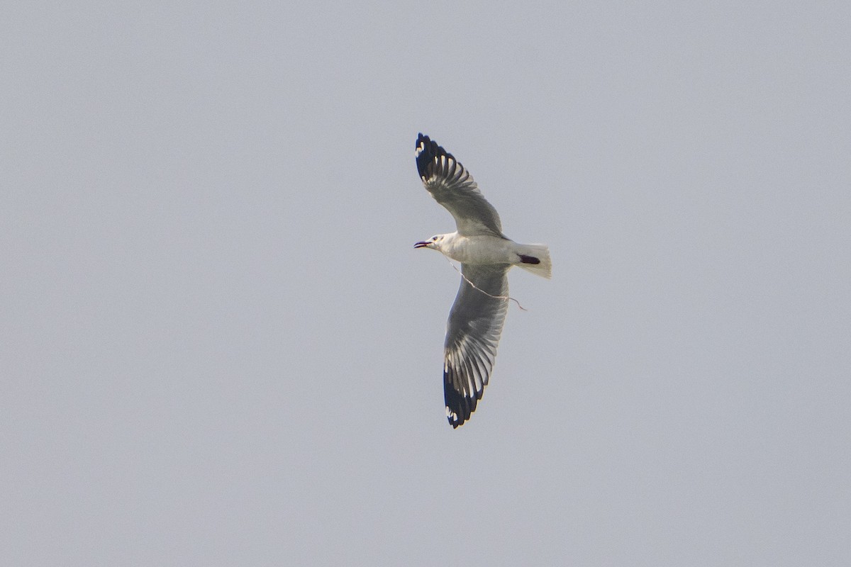 Brown-headed Gull - ML645986488