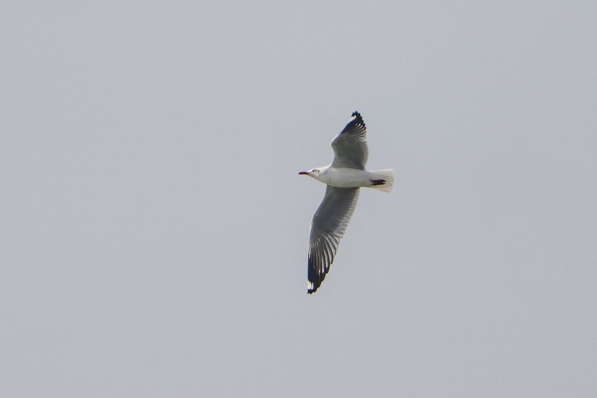 Brown-headed Gull - ML645986492
