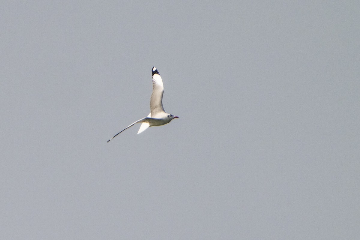 Brown-headed Gull - ML645986494