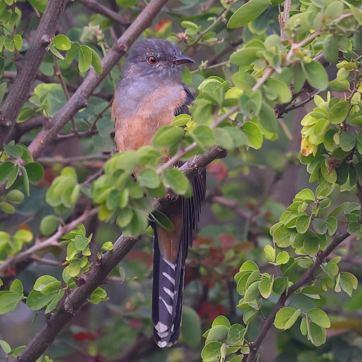 Plaintive Cuckoo - ML645986495