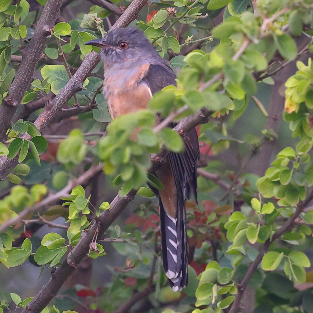 Plaintive Cuckoo - ML645986496