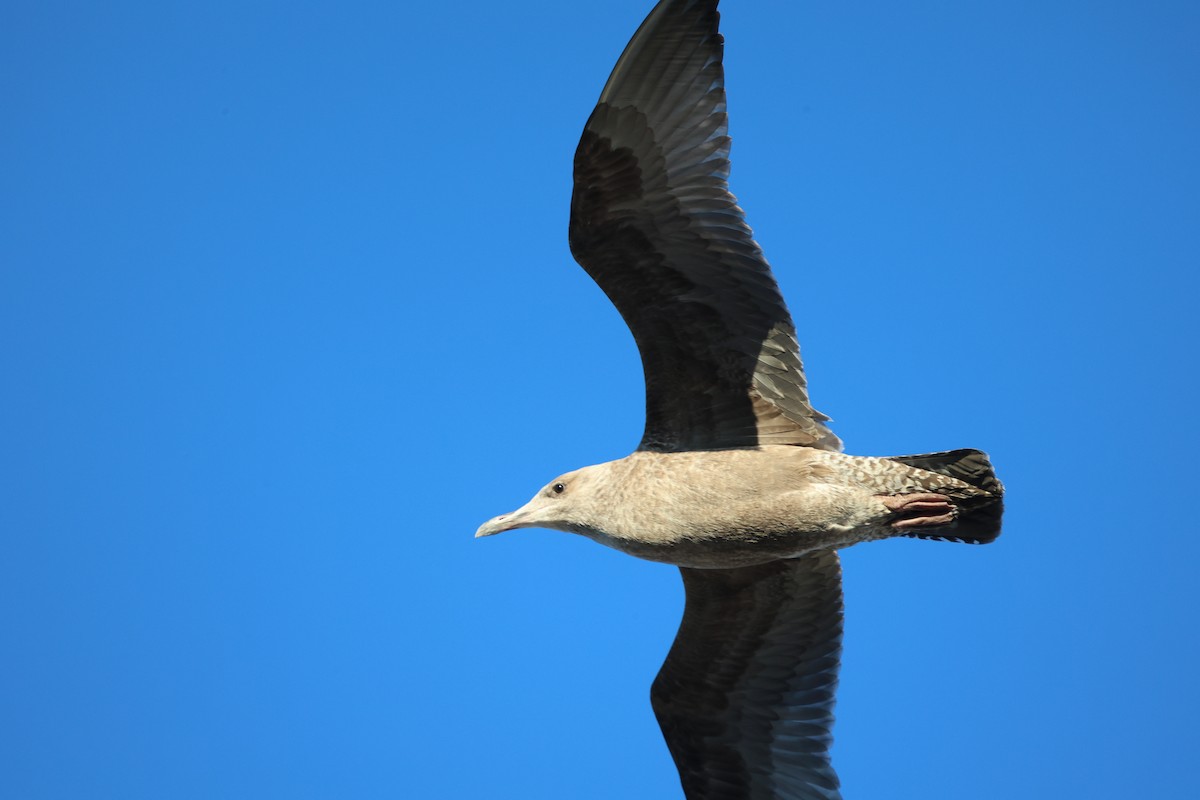 Kaio hauskara amerikarra - ML645986517