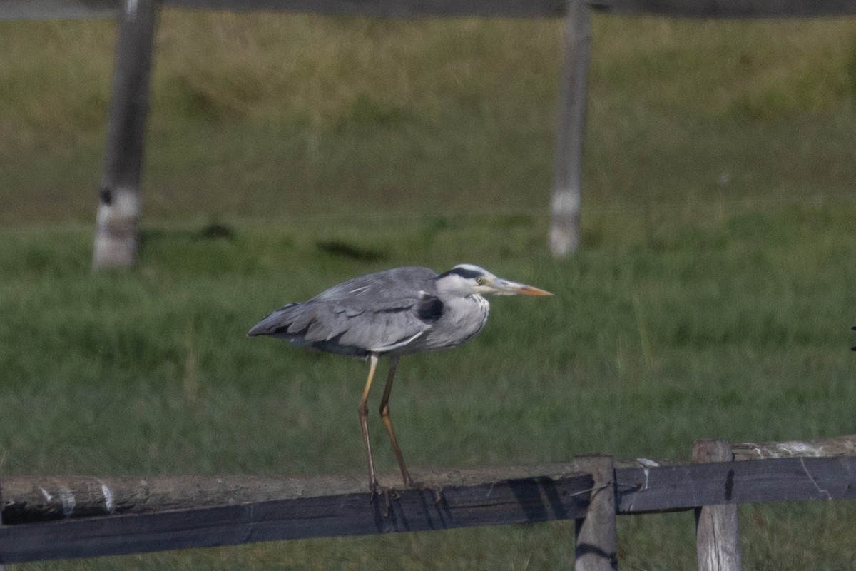 Gray Heron - ML645986518