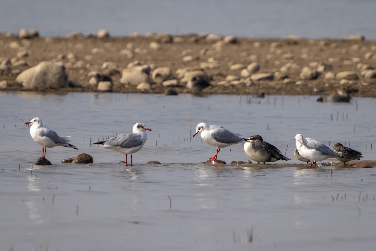 Brown-headed Gull - ML645986520