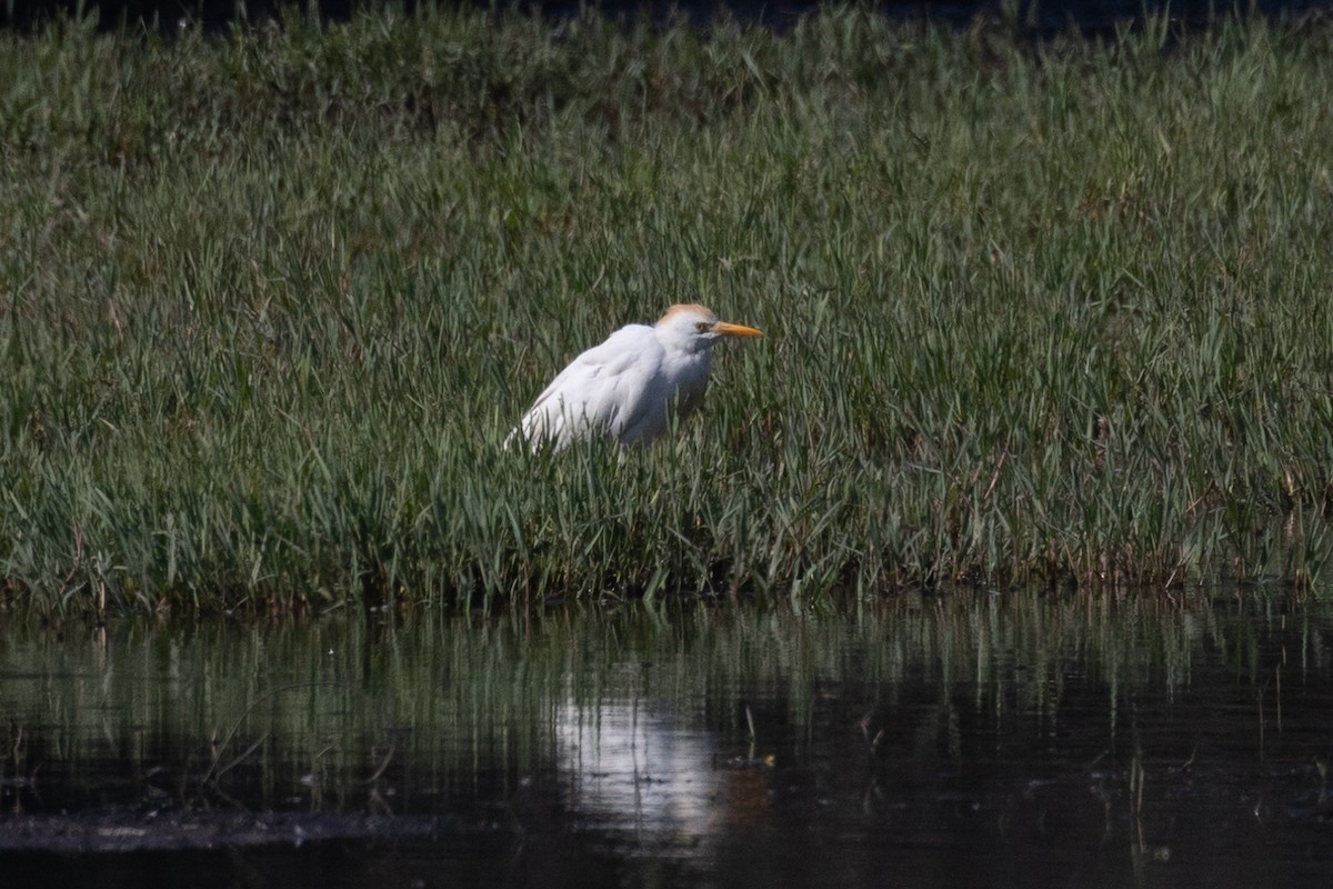 Western Cattle-Egret - ML645986522