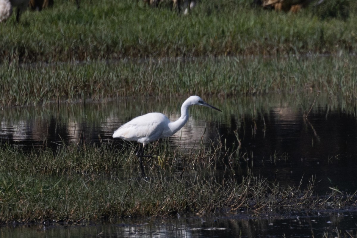 Little Egret (Western) - ML645986526