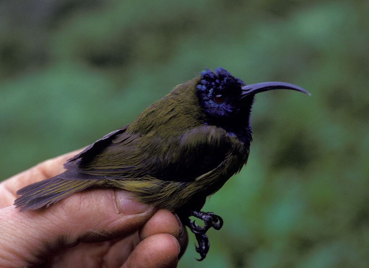 strdimil kamerunský - ML645986533