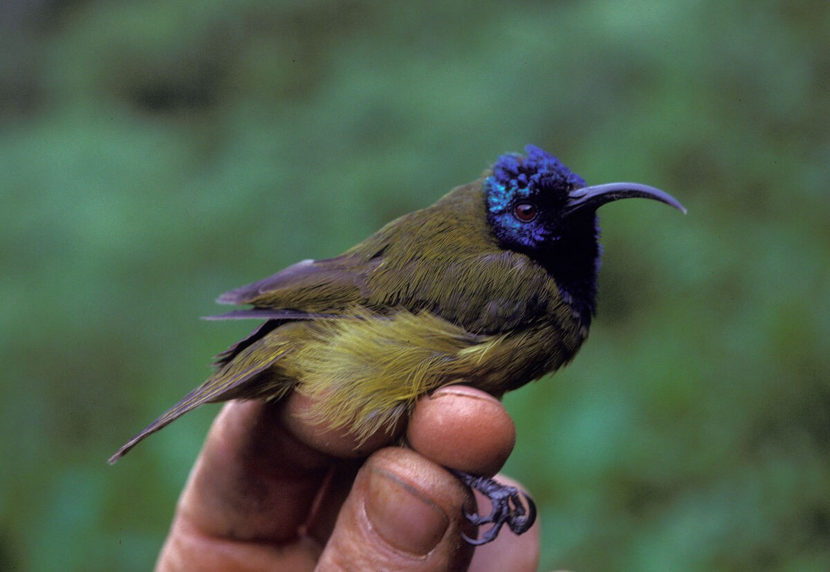 strdimil kamerunský - ML645986535