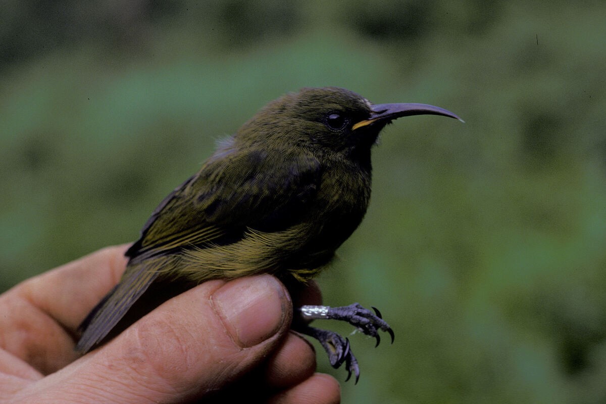 strdimil kamerunský - ML645986536