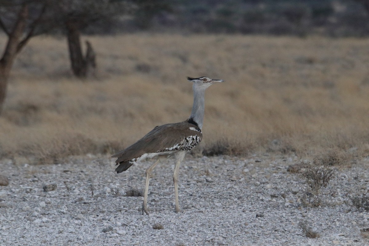 Kori Bustard - ML645986537