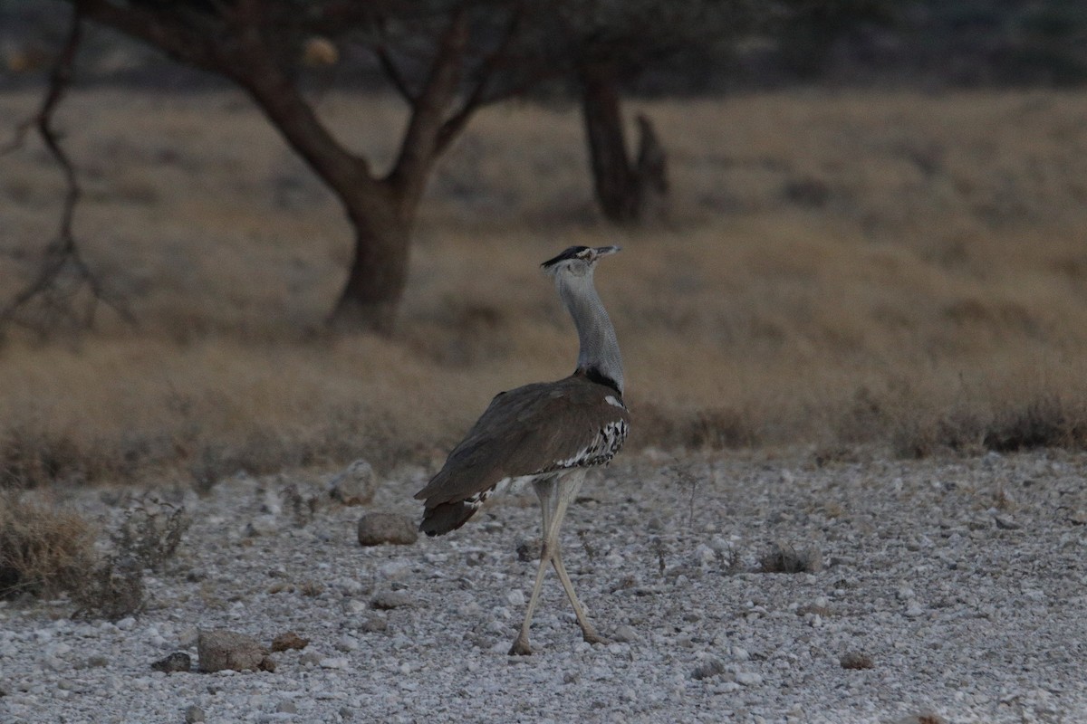 Kori Bustard - ML645986538