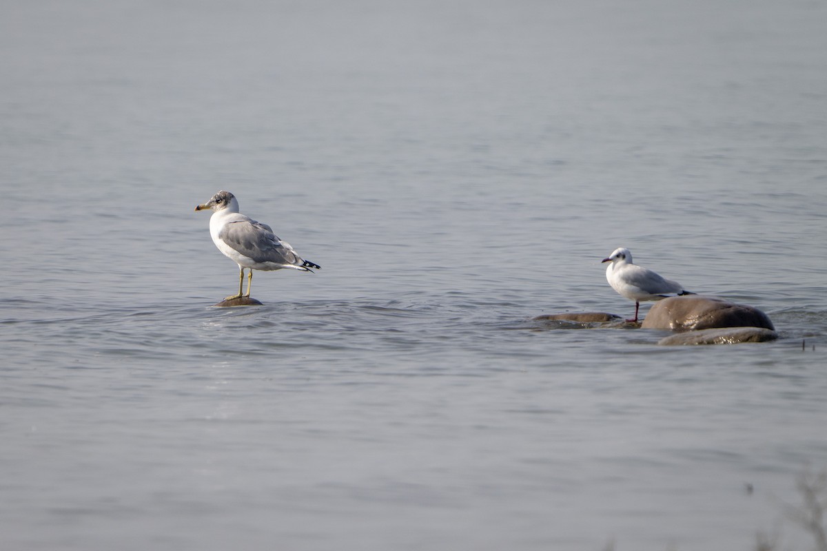 Brown-headed Gull - ML645986540
