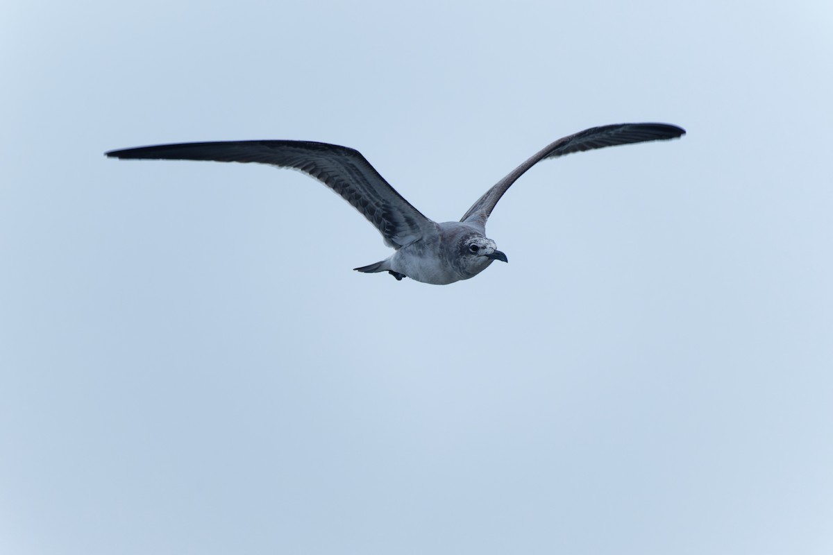 Laughing Gull - ML645986541