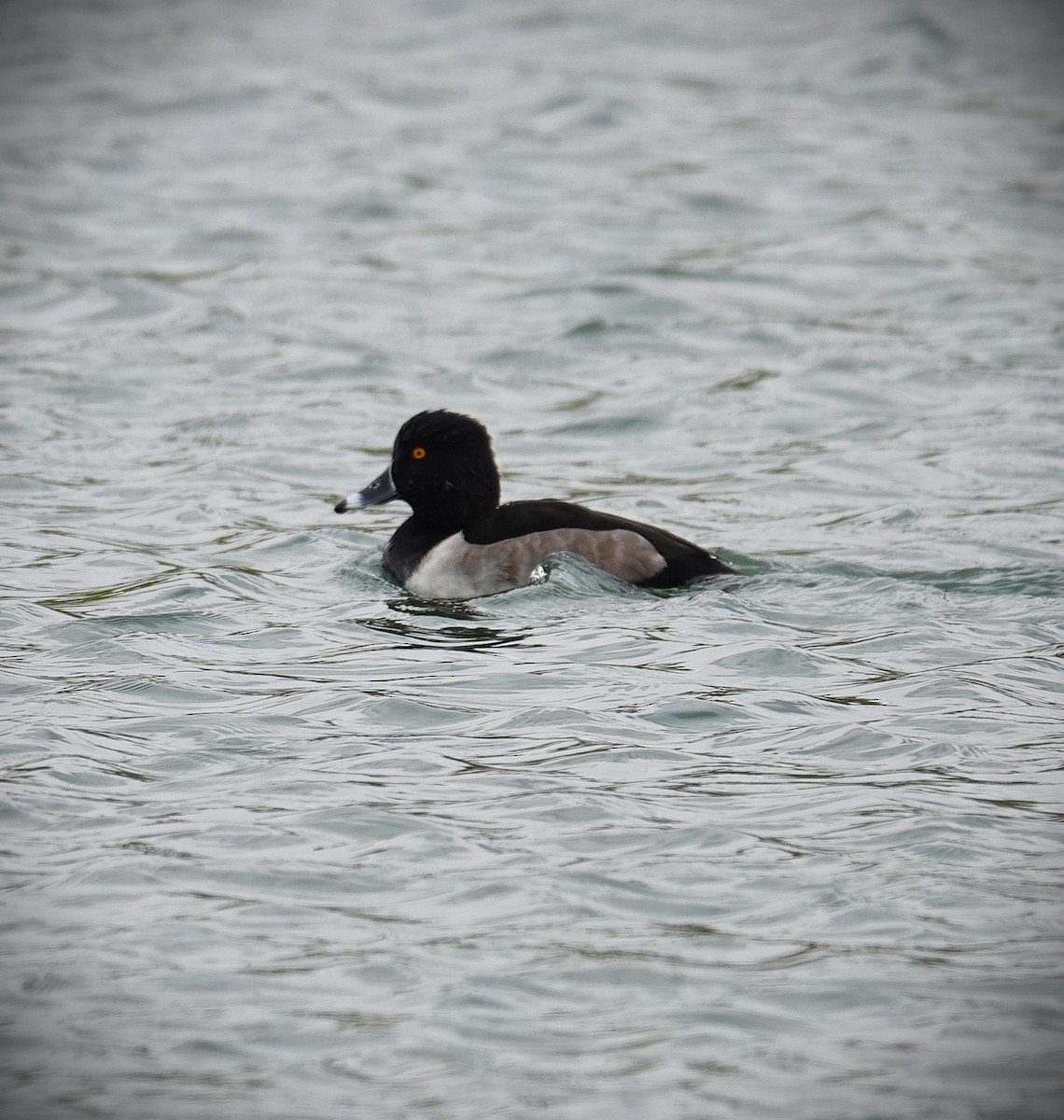 polák proužkozobý - ML645986544