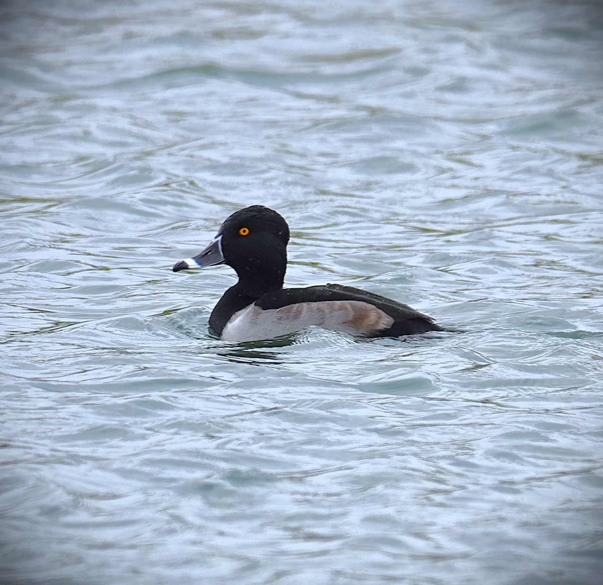 polák proužkozobý - ML645986545