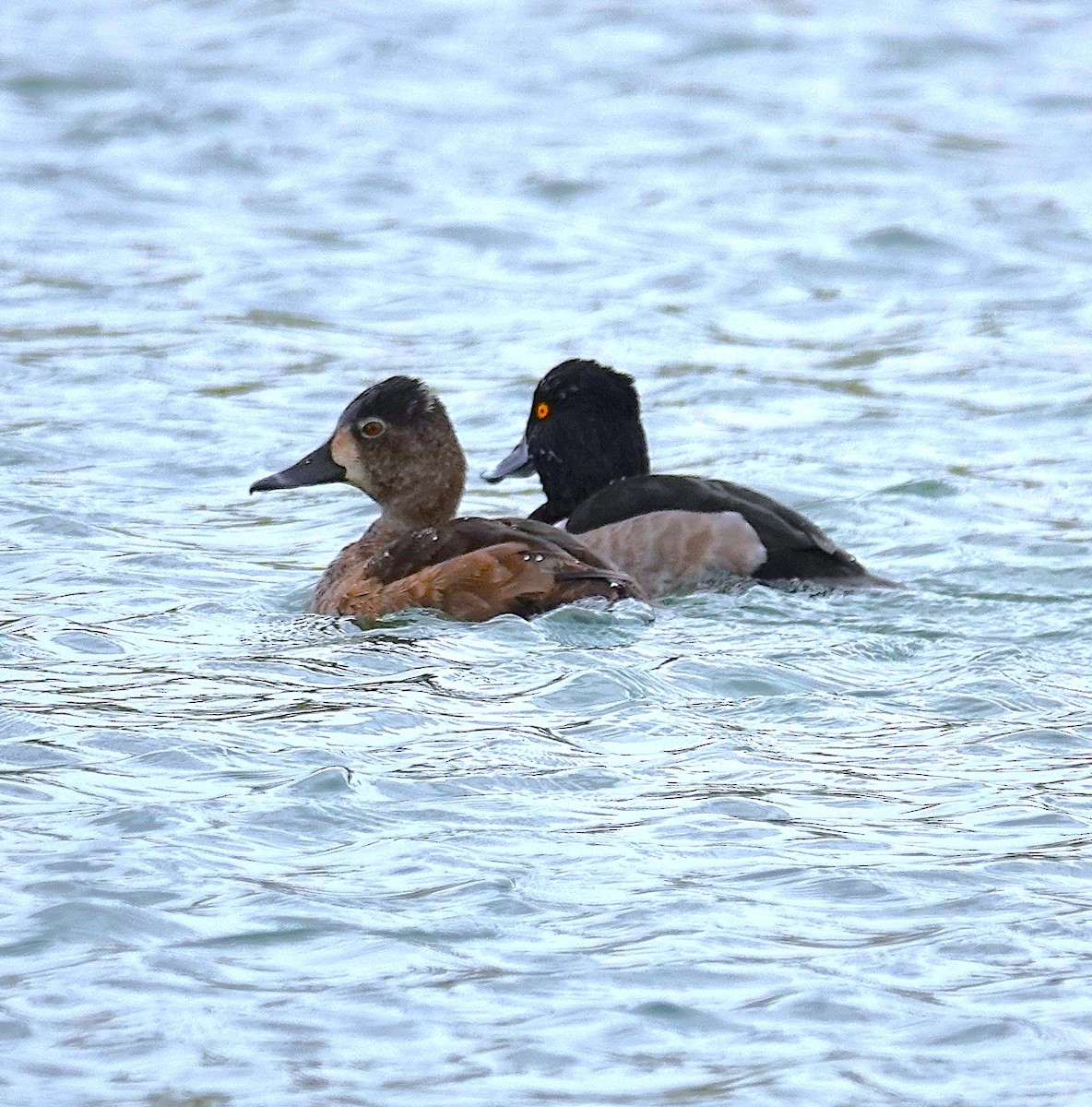 polák proužkozobý - ML645986546