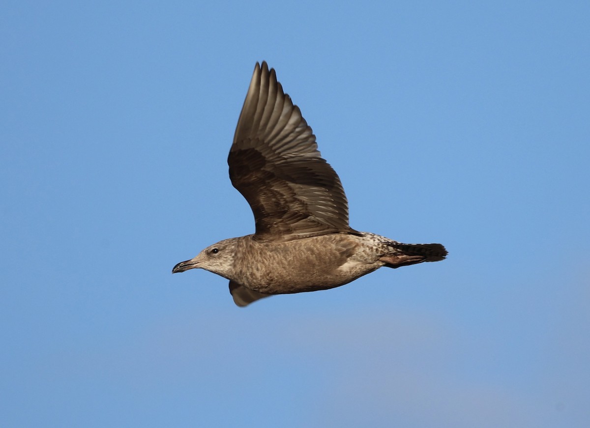 Kaio hauskara amerikarra - ML645986550