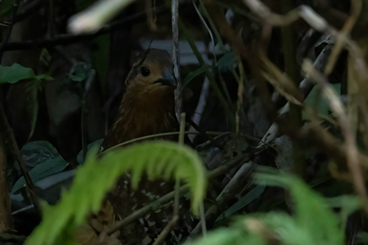 Gelbbrauen-Bambushuhn - ML645986553