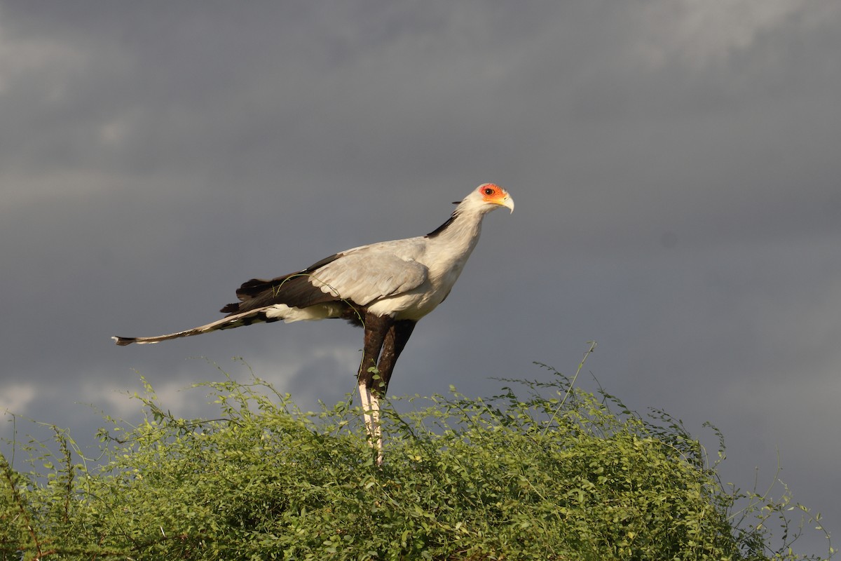 Птица-секретарь - ML645986563