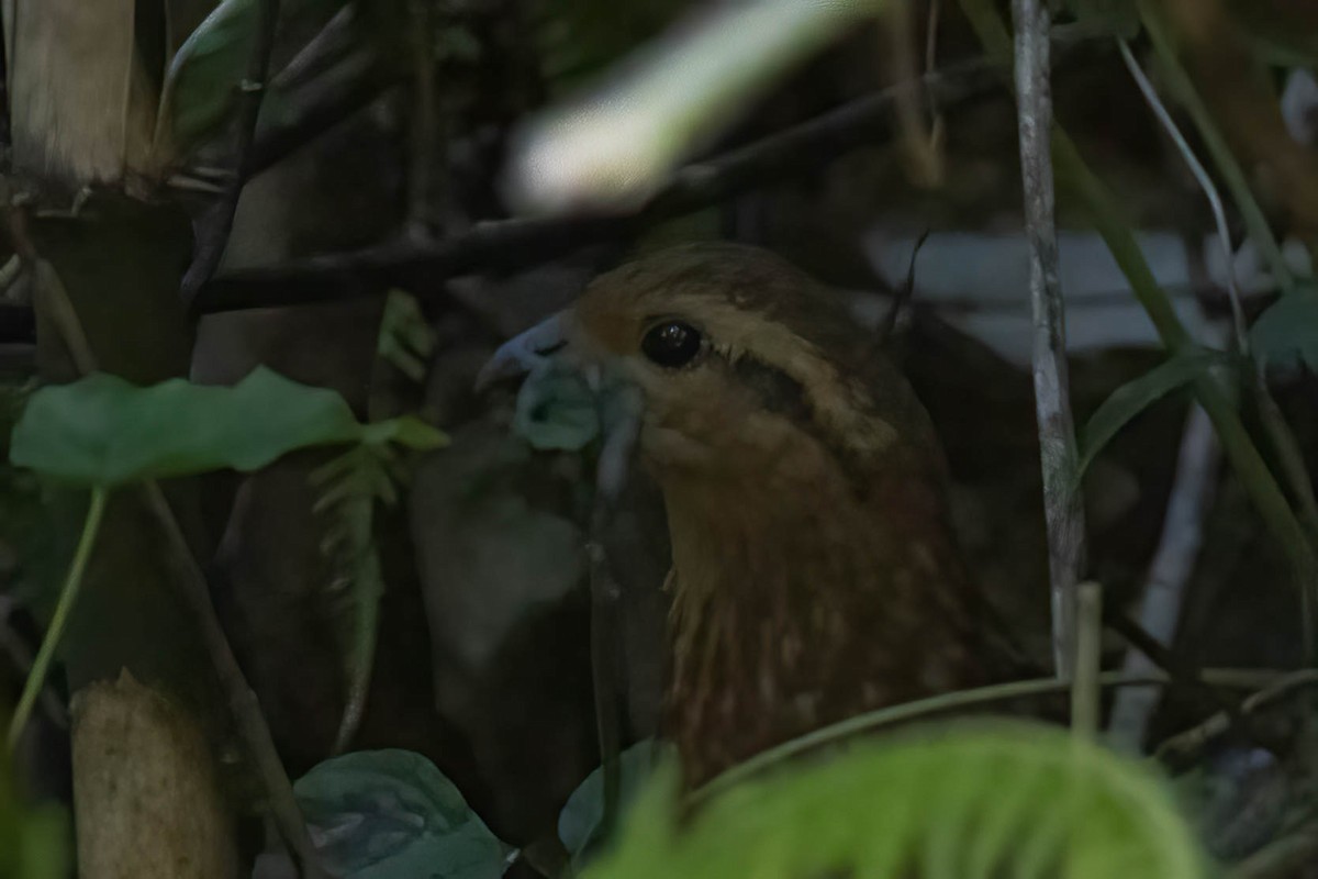 Gelbbrauen-Bambushuhn - ML645986565