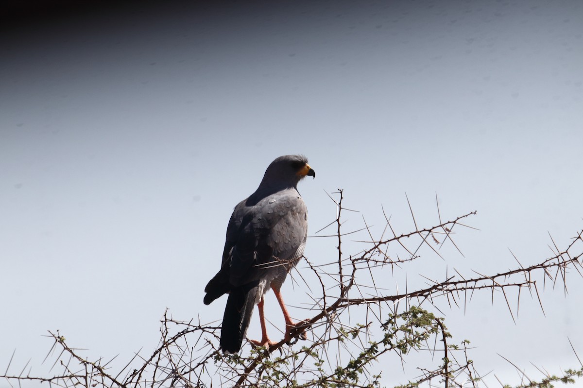 Серый певчий ястреб - ML645986568