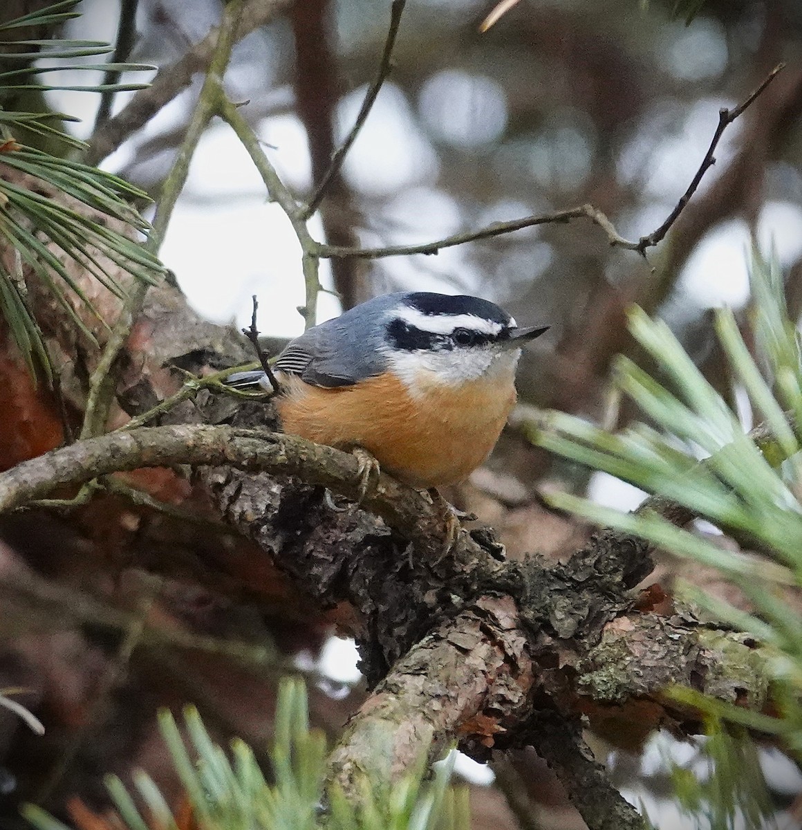 brhlík americký - ML645986570