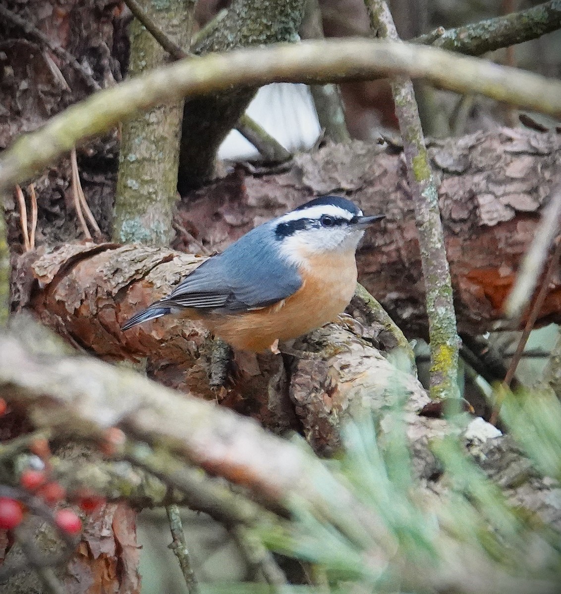 Канадский поползень - ML645986571