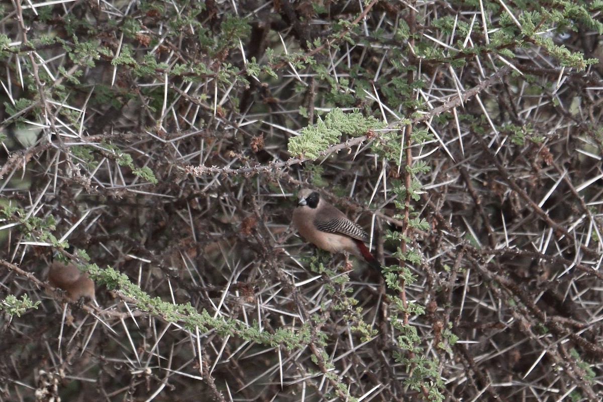 Чернощёкий астрильд - ML645986572