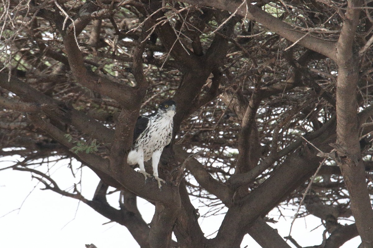 Африканский орёл - ML645986573