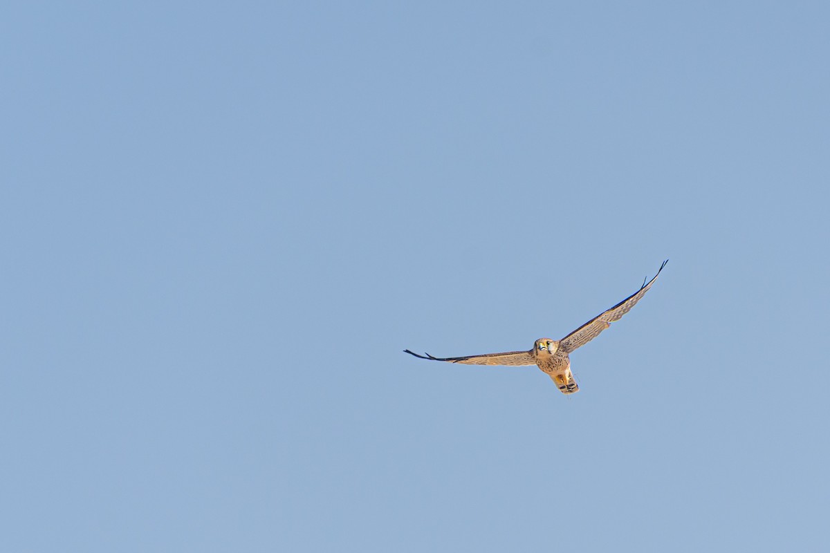 Пустельга (neglectus/alexandri) - ML645986574