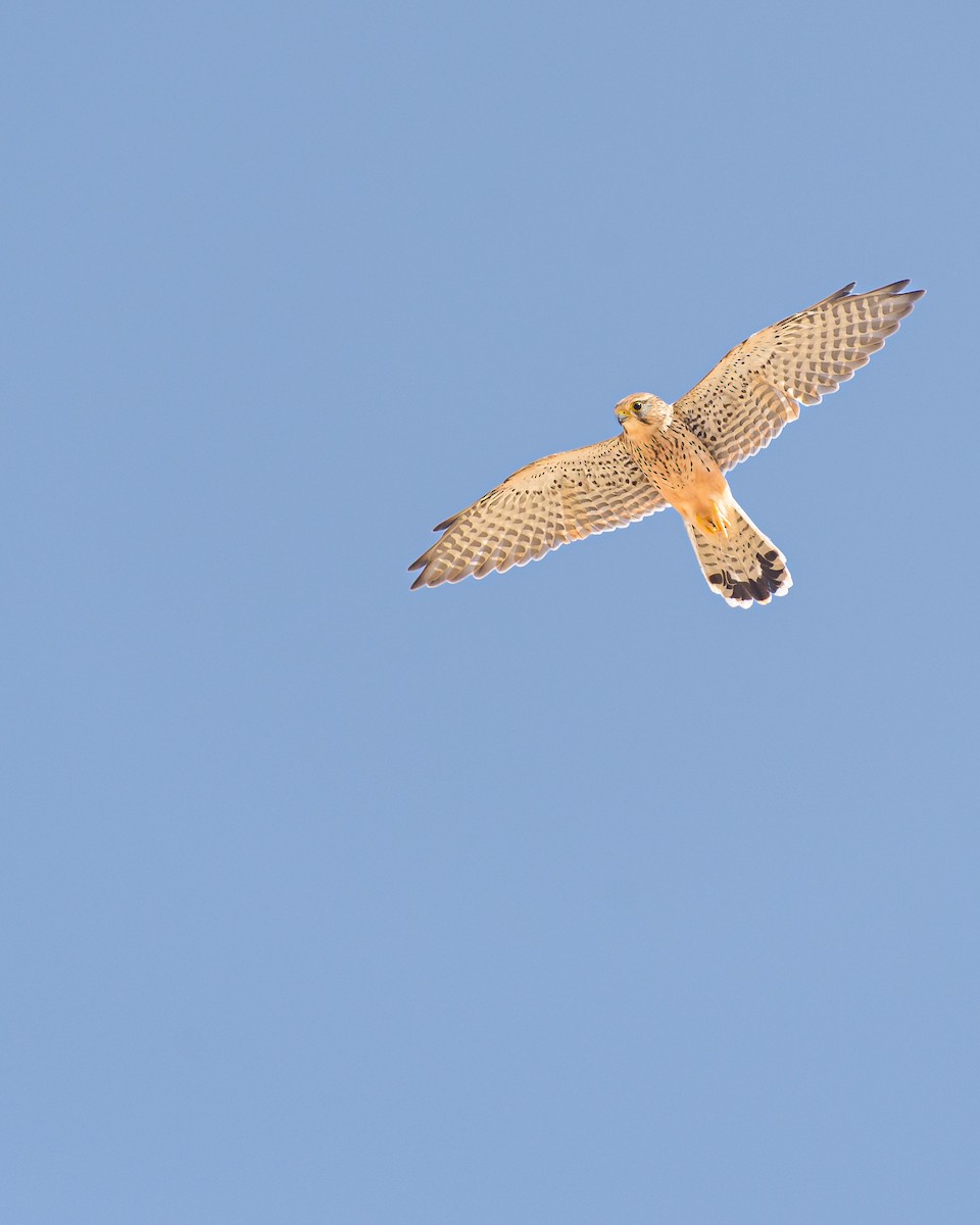 Пустельга (neglectus/alexandri) - ML645986575