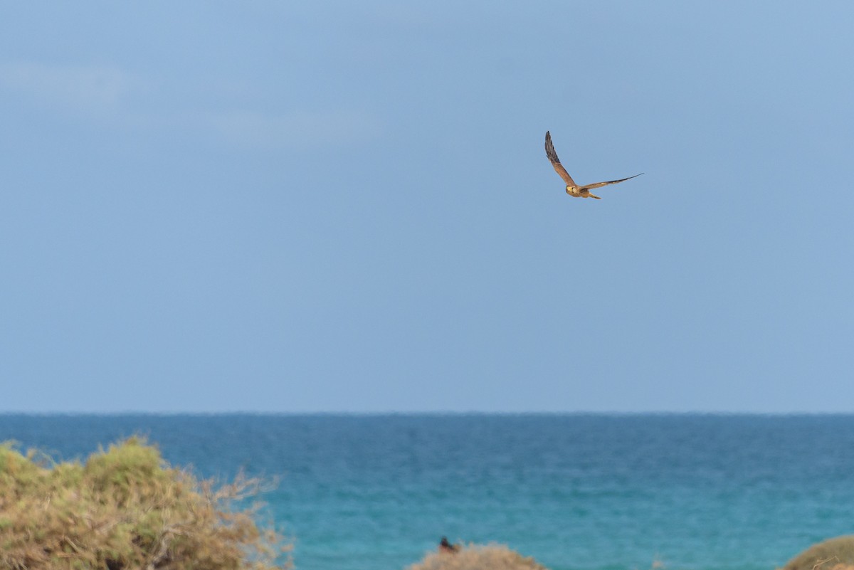 Пустельга (neglectus/alexandri) - ML645986576