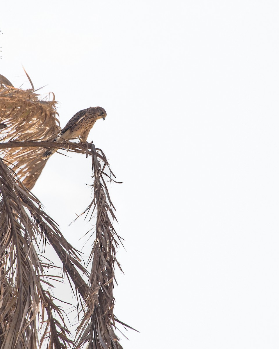 Пустельга (neglectus/alexandri) - ML645986577