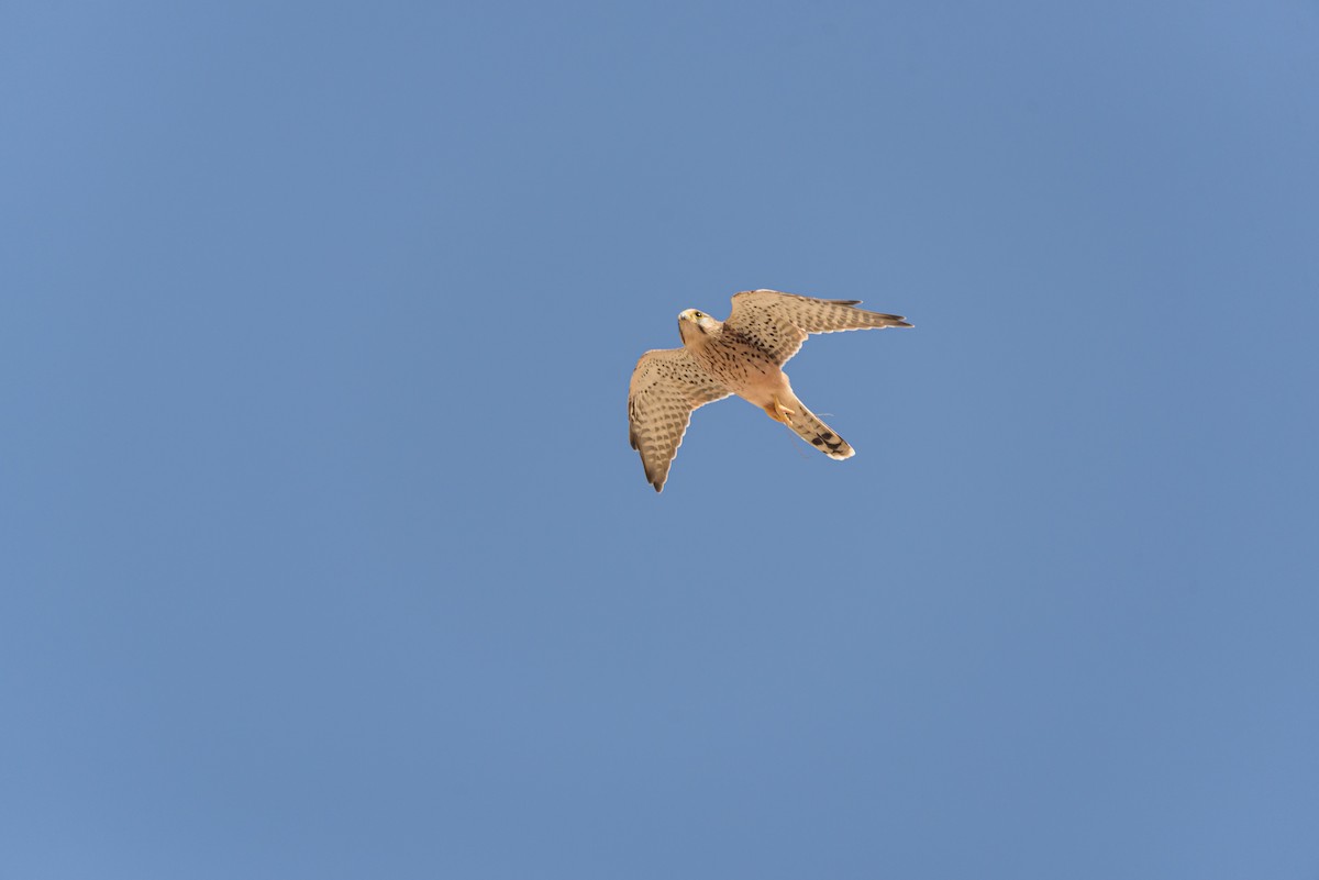 Пустельга (neglectus/alexandri) - ML645986578