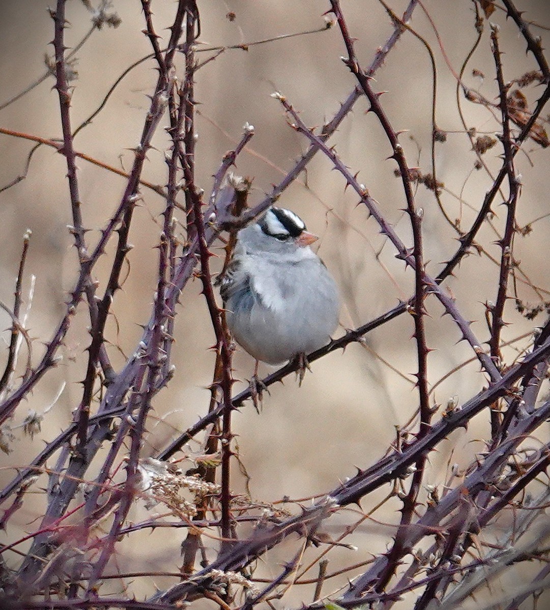 Белобровая овсянка - ML645986579
