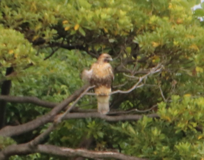 Восточный канюк - ML645986580