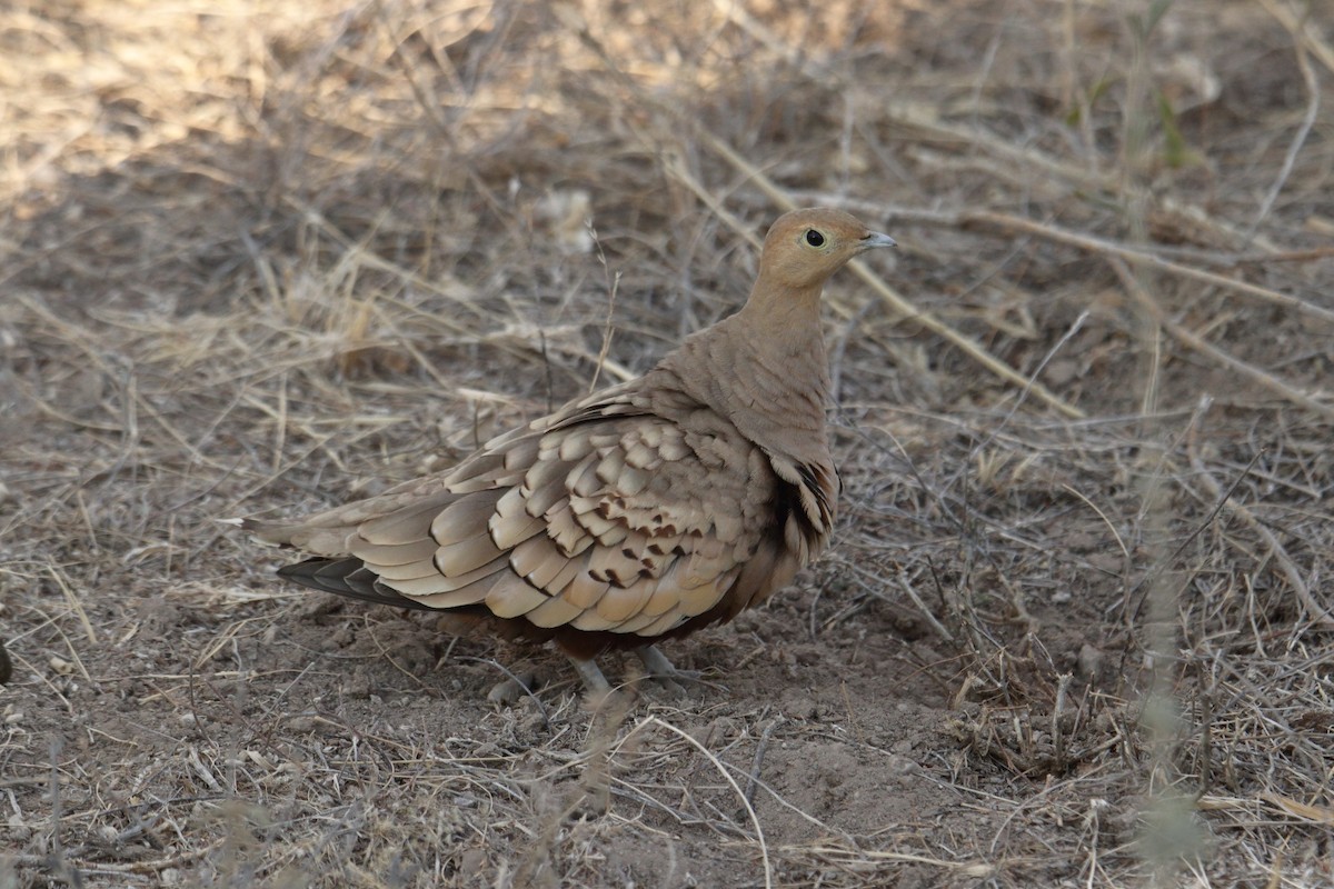 Рыжебрюхий рябок - ML645986583