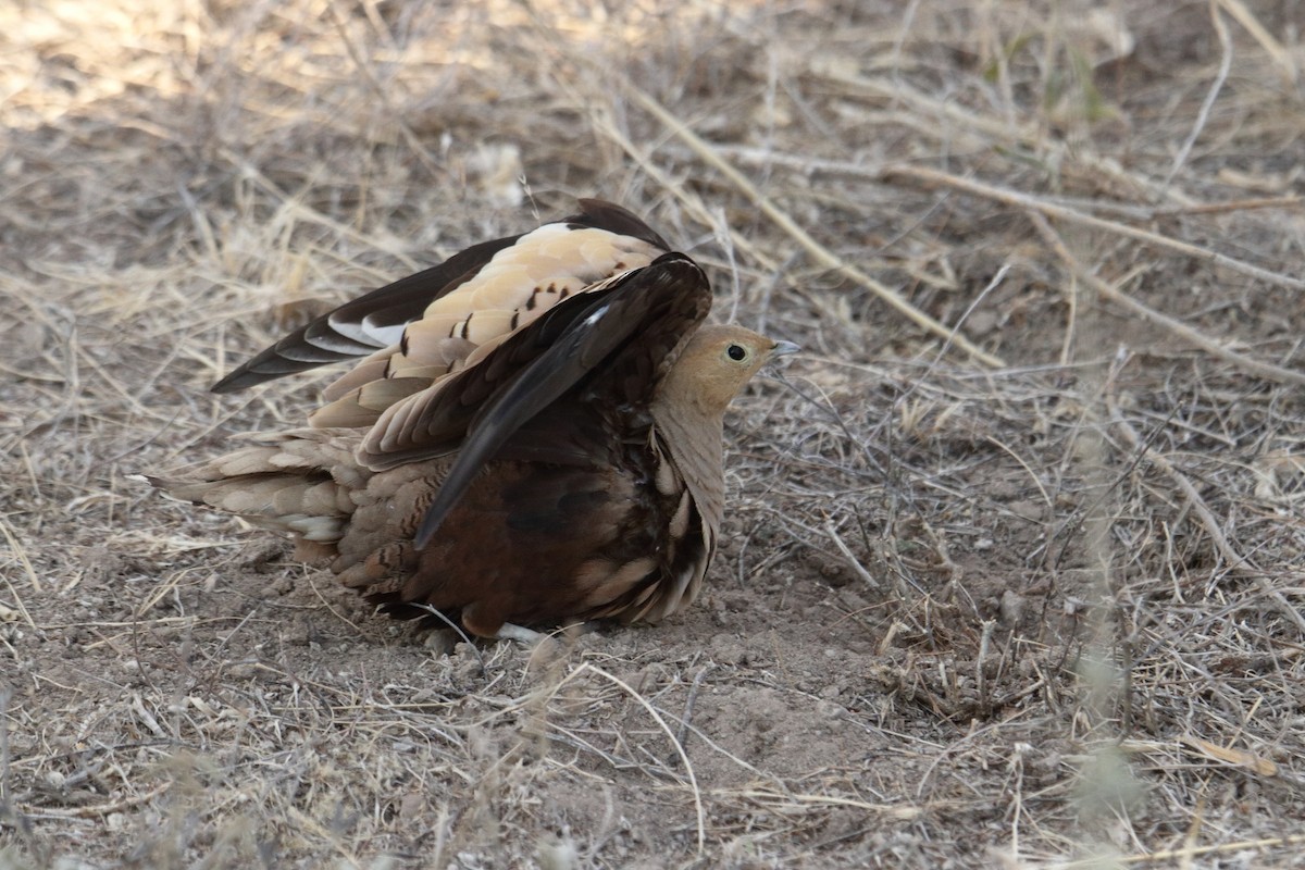 Рыжебрюхий рябок - ML645986584