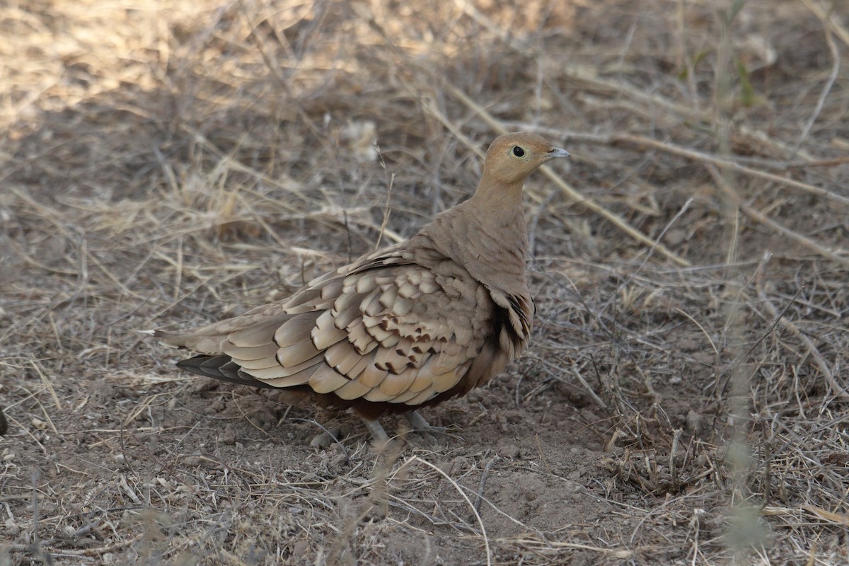 Рыжебрюхий рябок - ML645986585