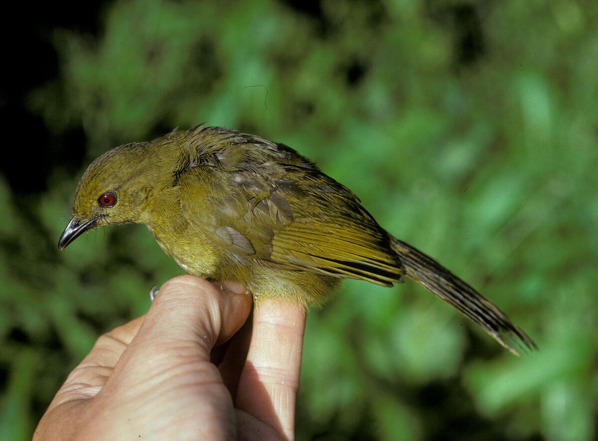 Бамендский бюльбюль - ML645986586