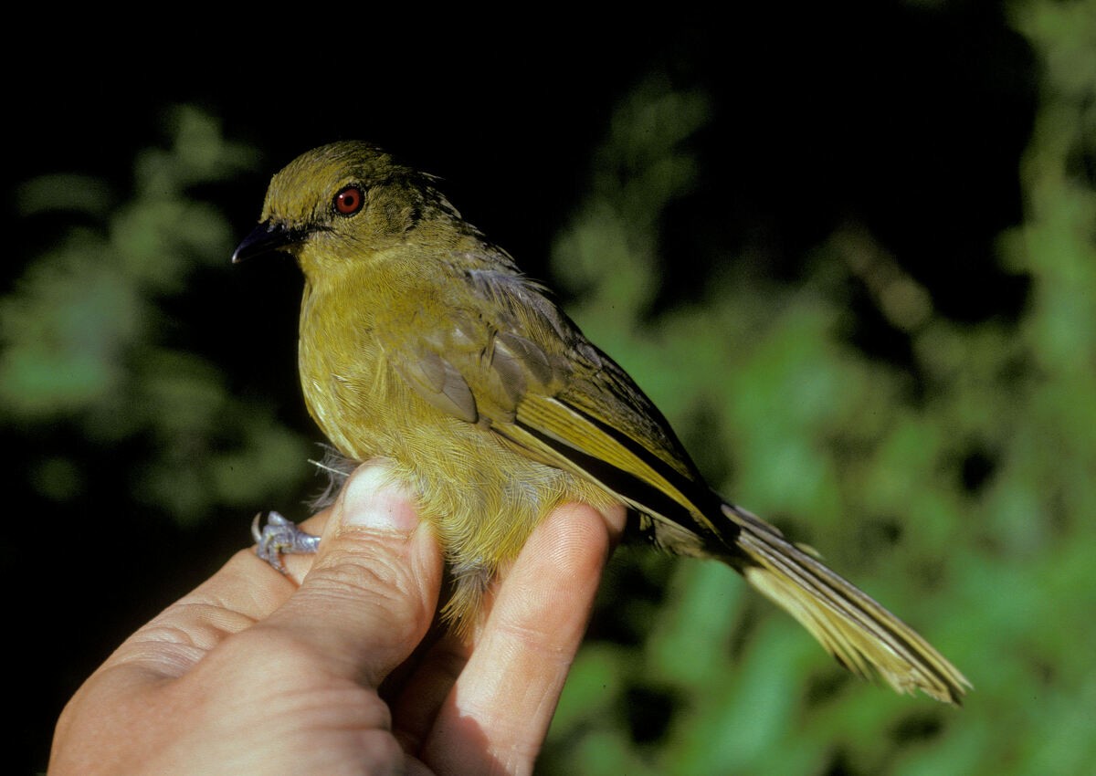 Бамендский бюльбюль - ML645986589