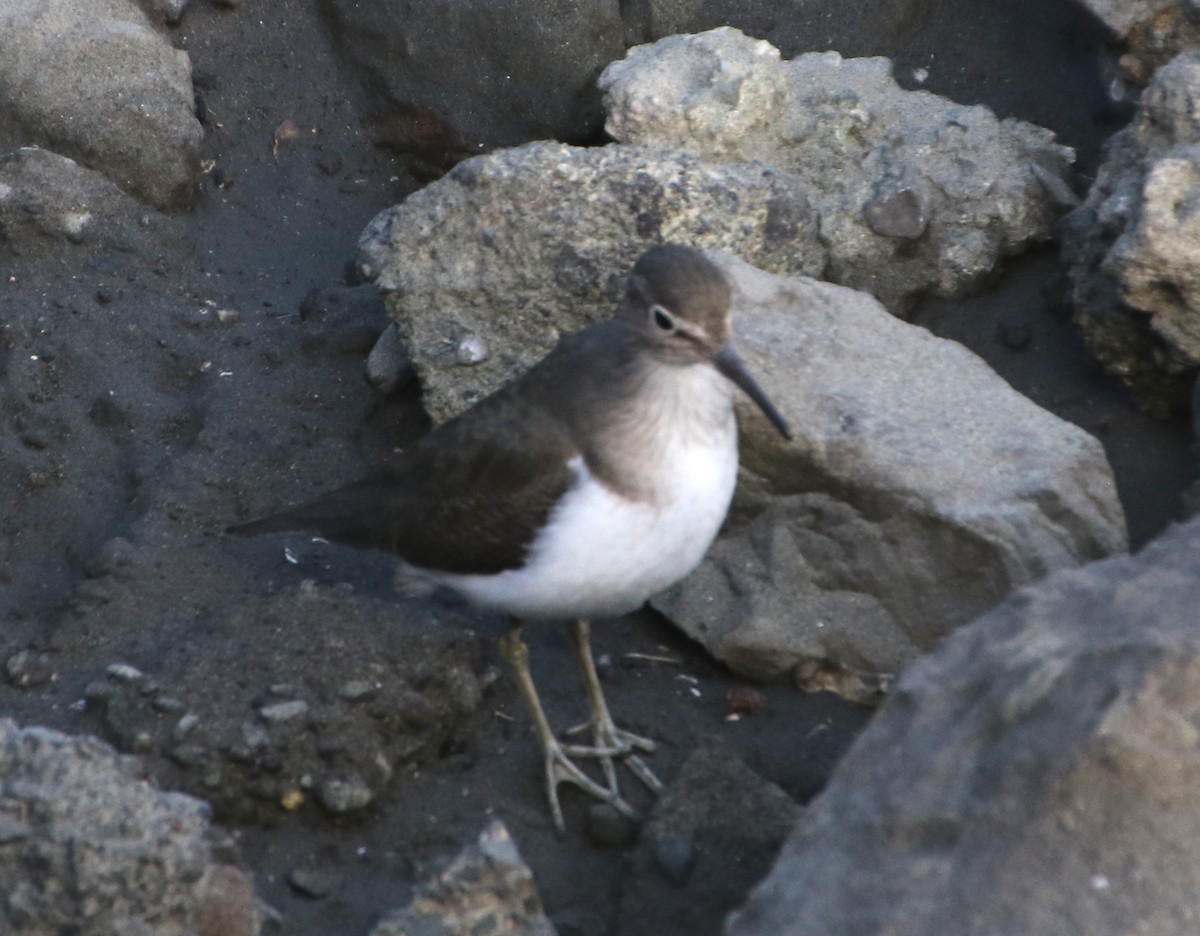 Перевозчик - ML645986590