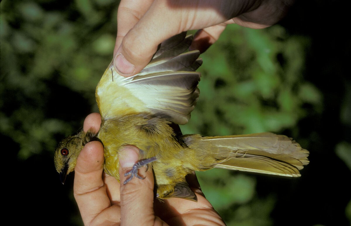 Бамендский бюльбюль - ML645986591