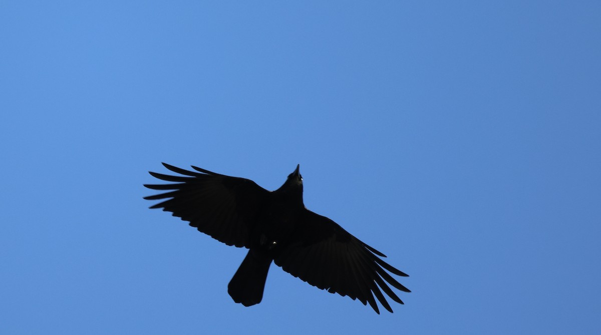 Американская ворона - ML645986593